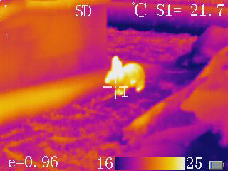 紅外熱像儀找貓